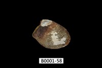 藏品(銀錦蛤)的圖片